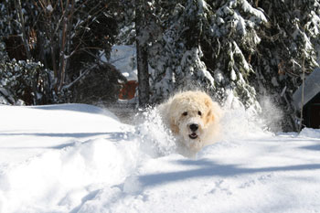 Goldendoodle Image